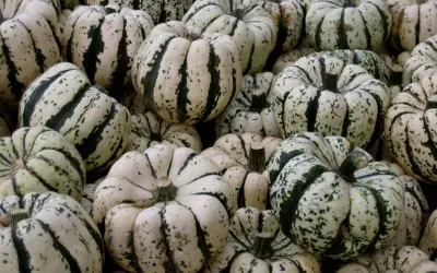 Un tas de courges patidou, blanches et vertes, prêtes pour l'automne.