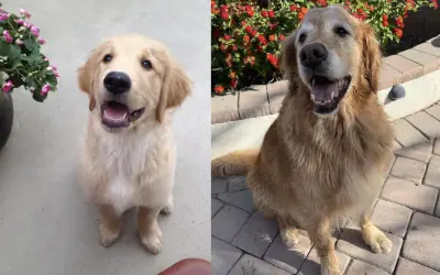 Pies czy Suka Golden Retriever? Porównanie, które rozwieje wątpliwości