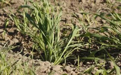Młode źdźbła trawy, które wyrosły jako samosiejka, pną się ku słońcu z wilgotnej ziemi.