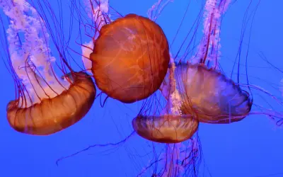 Meduse arancioni con lunghi tentacoli viola danzano nell'acqua blu. Una medusa velenosa, bellissima ma pericolosa.