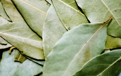 En närbild av torkade lagerblad, svenska kryddor som ger smak åt matlagning.