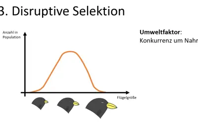 Grafik zeigt disruptive Selektion: Umweltfaktor Konkurrenz um Nahrung begünstigt extreme Flügelgrößen bei Vögeln, während mittlere Größen seltener werden.
