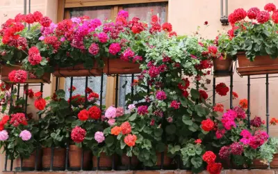 Obfitość kwitnących pelargonii w odcieniach różu i czerwieni zdobi balkon zachodni, tworząc barwny dywan.