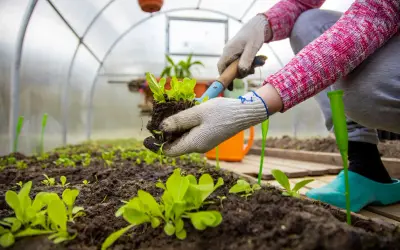 Manos enguantadas plantando lechugas en un invernadero casero.