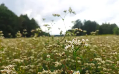 Kwitnienie gryki: kiedy pola stają się miodowym rajem?