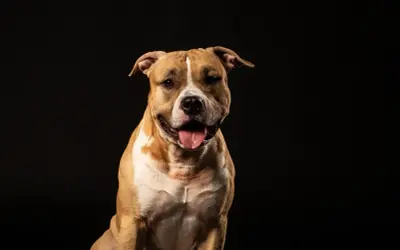Uśmiechnięty, brązowo-biały mini pitbull z językiem na wierzchu, siedzący na czarnym tle.