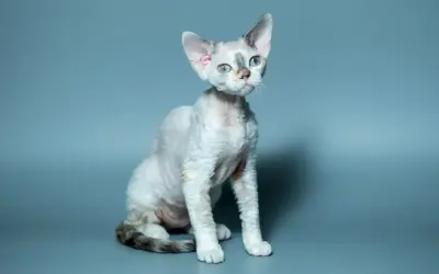 Uroczy kot rasy devon rex o falistej sierści i niebieskich oczach. Jego charakter jest równie wyjątkowy jak wygląd.