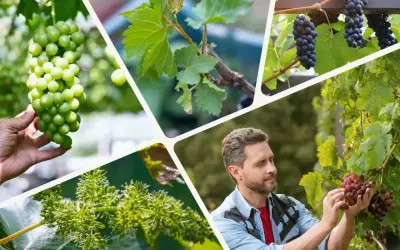Kolaż ukazuje różne etapy uprawy winogron: od młodych pędów i kwiatostanów, przez zielone i ciemne grona, po mężczyznę zbierającego dojrzałe winogrona.