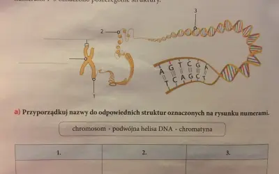 Schemat przedstawia organizację materiału genetycznego w komórce: chromosom (1), chromatyna (2) i podwójna helisa DNA (3).