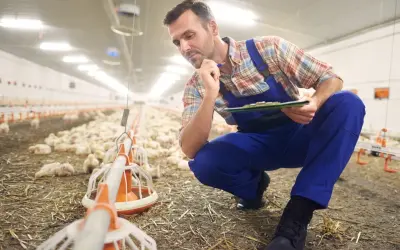 Zootechnik w kombinezonie pochyla się nad pisklętami, notując coś na tablicy.