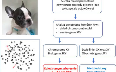 Szczenię buldoga francuskiego i jego kariotyp 78,XX. Psy mają 78 chromosomów, w tym dwa chromosomy płci X.