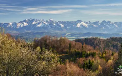 Widok na ośnieżone szczyty Tatr z lasów i pól u podnóża. Wiosna budzi się w **Magurkach Gorcach**, a drzewa zaczynają wypuszczać pąki.