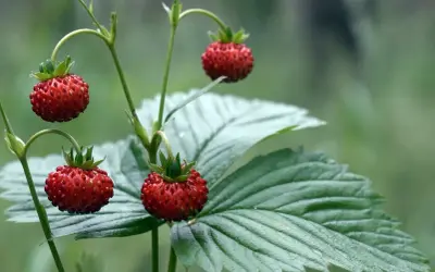 Pyszne poziomki dojrzewają na łodyżkach. Uprawa poziomek w naturze to piękny widok.