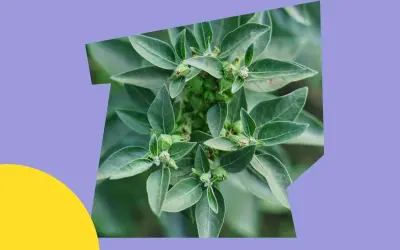 Ashwagandha, znana z witanolidów, to roślina o zielonych liściach i pąkach.