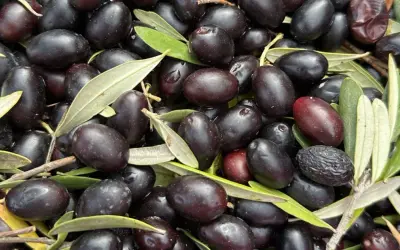 Un montón de aceitunas negras y algunas hojas verdes. Las diferencias entre oliva y aceituna son sutiles, pero aquí se aprecian las variedades maduras.