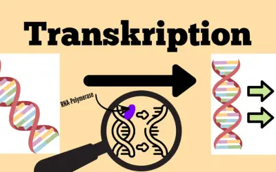 Die **Transkription** in der Biologie: DNA wird durch RNA-Polymerase zu RNA kopiert, was zu neuen Molekülen führt.