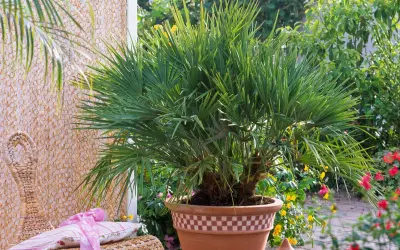 Un beau Trachycarpus fortunei, un palmier luxuriant en pot, orne un patio ensoleillé, entouré de fleurs colorées et d'un fauteuil en rotin.