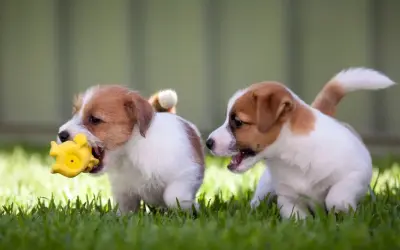 Due cuccioli di Jack Russell Terrier giocano sull'erba. Il loro vivace jack russell terrier temperamento è evidente mentre uno morde un giocattolo giallo.