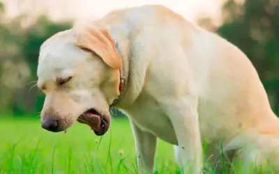 Labrador tosiendo en la hierba. La tos de las perreras puede contagiarse a humanos, ¡cuidado!