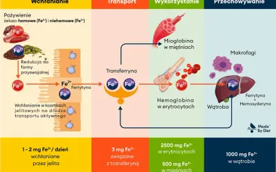 Schemat pokazuje, w czym jest żelazo: wchłanianie z pożywienia, transport przez transferynę, wykorzystanie w hemoglobinie i mioglobinie, oraz przechowywanie w wątrobie i makrofagach.