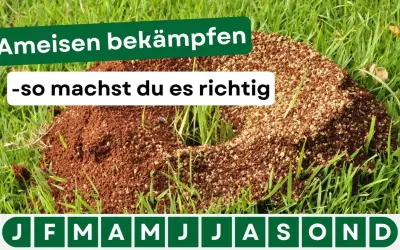 Ameisenhügel im Gras. Text: "Ameisen bekämpfen - so machst du es richtig". Hier gibt es Tipps für hausmittel gegen ameisen.