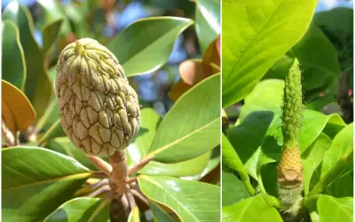 Dwa zbliżenia na zielone, szyszkowate owoce magnolii. Na lewym zdjęciu widać dojrzały owoc, a na prawym młody, rozwijający się. Owoce magnolii jadalne są rzadkością.