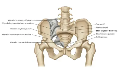 Anatomia miednicy z zaznaczonym stawem krzyżowo-biodrowym i więzadłami.