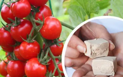 Dojrzewające pomidory na krzaku i kostki świeżych drożdży, które posłużą do przygotowania naturalnego oprysku z drożdży na pomidory.