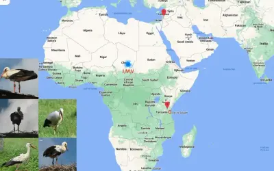 Bociany odlatują do Afryki. Mapa pokazuje ich trasę z Europy do Kenii i Tanzanii, z zaznaczonymi punktami J,M,V w Czadzie.