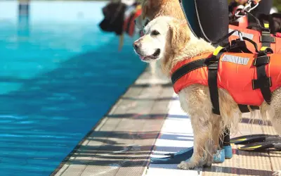 Złoty retriever w kamizelce ratowniczej czeka przy basenie. To dzielny pies ratowniczy gotowy do akcji.