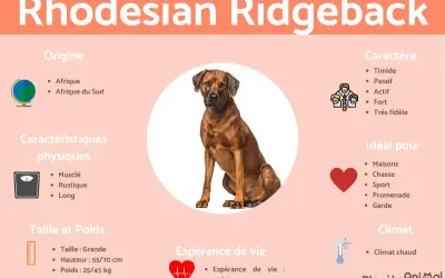 Rhodesian Ridgeback : chien musclé, rustique, de grande taille (55-70 cm, 25-45 kg), originaire d'Afrique du Sud. Idéal pour la chasse et le sport.
