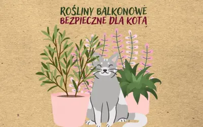 Uśmiechnięty kotek wśród roślin balkonowych bezpiecznych dla kota. Zielone i różowe kwiaty w doniczkach.