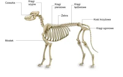 Szkielet psa z zaznaczonymi częściami: czaszka, kręgi szyjne, piersiowe, lędźwiowe, ogonowe, kość krzyżowa, żebra, mostek.
