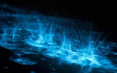 Onde blu luminose danzano nell'oscurità, un magico spettacolo di bioluminescenza mare.
