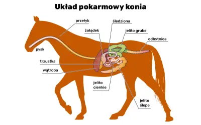 Schemat układu pokarmowego konia. Pokazuje, że koń ma jeden żołądek, a nie wiele.