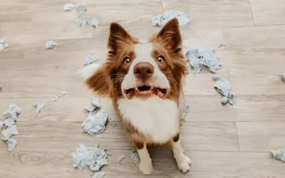 Perro con cara de susto rodeado de papel rasgado. ¿Cómo saber si mi perro tiene ansiedad? Busca señales como esta.