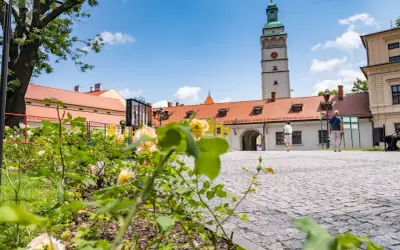 Kwiaty w pierwszym planie, w tle wieża ratuszowa i zabudowania, urokliwy zakątek żywiec i okolice.