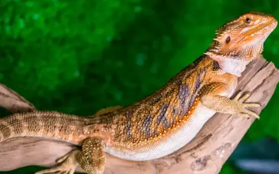 Pomarańczowa agama brodata, znana też jako co je agama brodata, siedzi na gałęzi na tle zieleni.