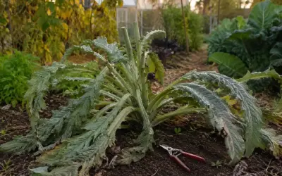 Un pied d'artichaut après récolte, prêt pour l'hiver. Que faire des pieds d'artichauts après la récolte ? Les tailler et les protéger.