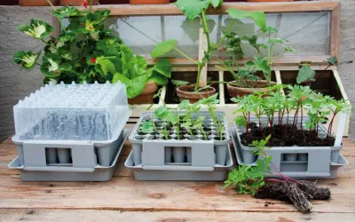 Pluggbox Nelson Garden med småplantor och ett miniväxthus.