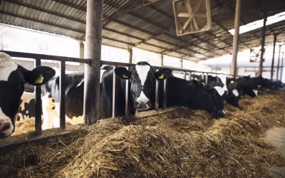 Chów bydła w systemie intensywnym – jak uzupełniać mikro- i makroelementy?