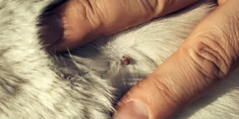 Une tique est visible sur le pelage d'un chien, tenue par des doigts. La durée de vie d'une tique accrochée sur un chien varie.