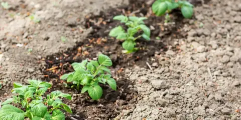 Jeunes plants de pommes de terre poussant dans une terre argileuse, alignés dans un champ.