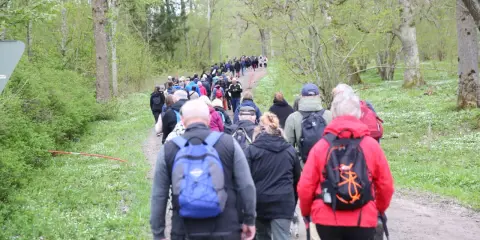 En stor grupp människor på en nattvandring Kinnekulle, vandrar längs en grusväg genom en lummig skog.