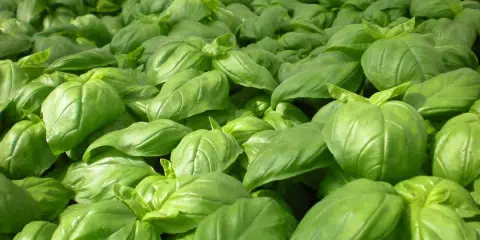 Un champ dense de basilic grand vert, ses feuilles brillantes formant une mer d'un vert éclatant, promettant des saveurs estivales.