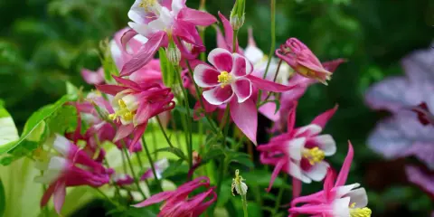 A cluster of pink and white columbine flowers, showcasing their unique spurred petals. These beauties thrive with proper columbine plant care, enjoying well-drained soil and partial shade.