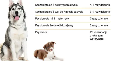 Tabela: ile powinien jeść szczeniak i dorosły pies. Podano dawkowanie dla szczeniąt, psów małych, średnich i dużych ras, a także chorych.