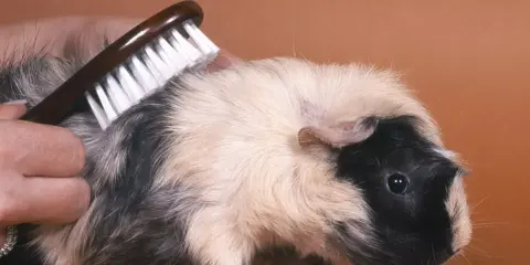 Ein Meerschweinchen bekommt eine meerschweinchen frisur. Eine Hand bürstet sein Fell, um es schön und ordentlich zu halten.