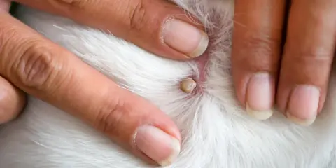 Doigts humains examinant une tique blanche attachée à la peau blanche d'un animal.