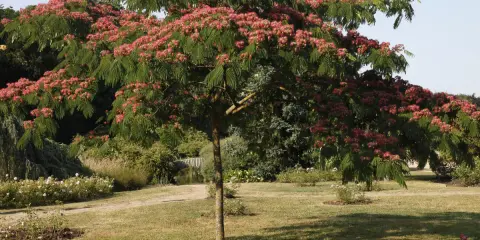 Un arbre d'Albizia en pleine floraison rose vif dans un jardin verdoyant.